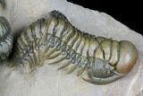 Stunning Crotalocephalina & Reedops Trilobite Association #175054-12